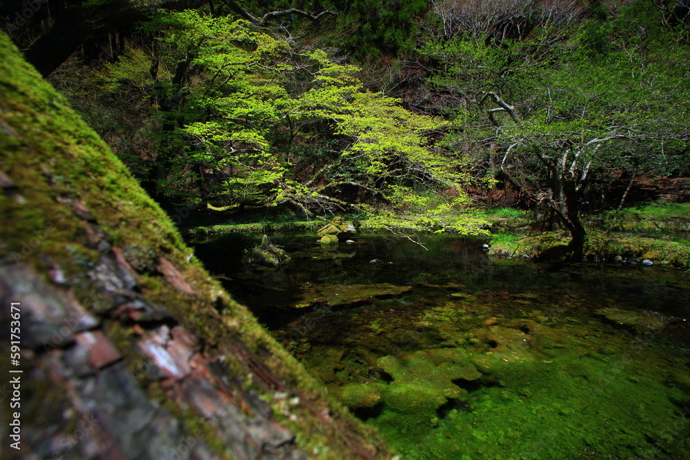 滝 滝