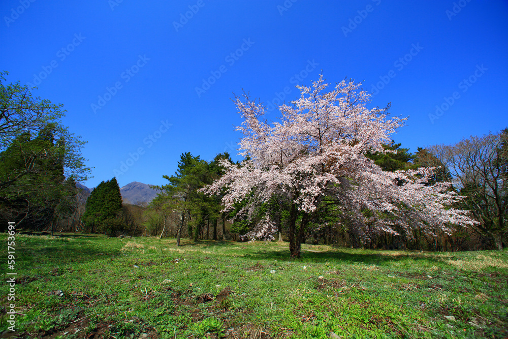 桜 桜