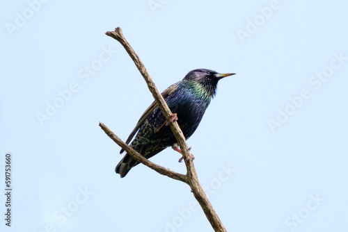 Starling on branch 