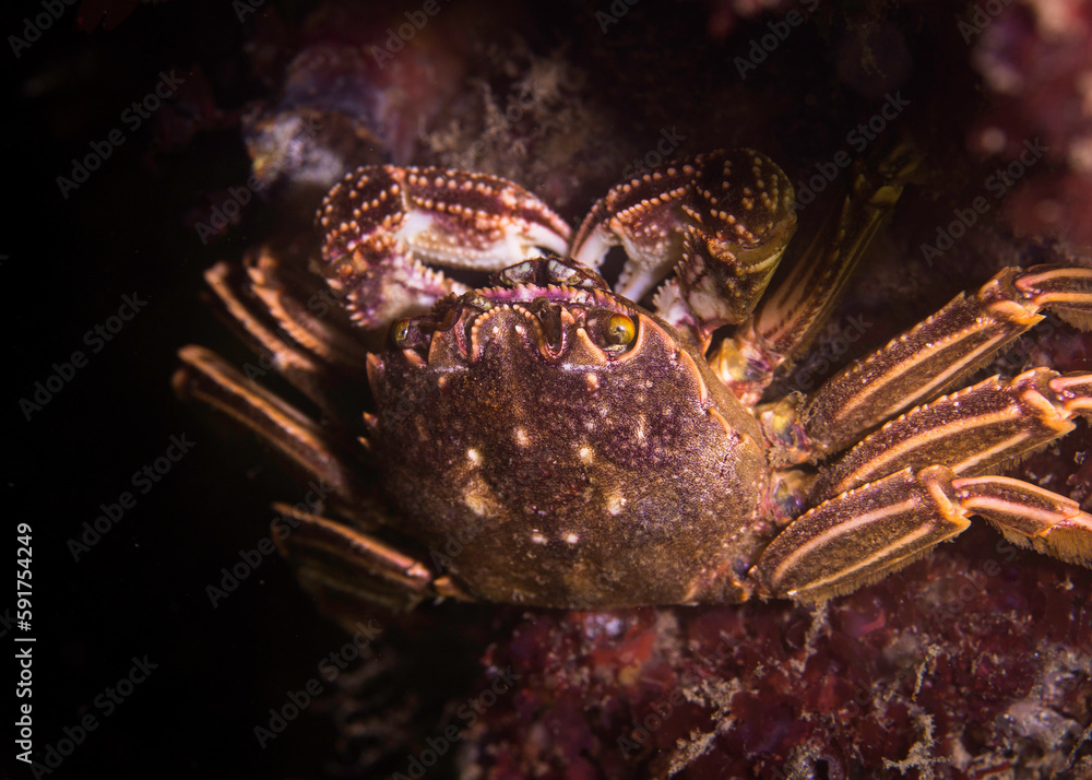 Cape rock crab (Plagusia chabrus) sitting on the reef eating with its claws Cape rock crab (Plagusia chabrus) sitting on the reef eating with its claws