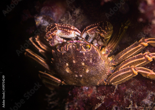 Cape rock crab  Plagusia chabrus  sitting on the reef eating with its claws