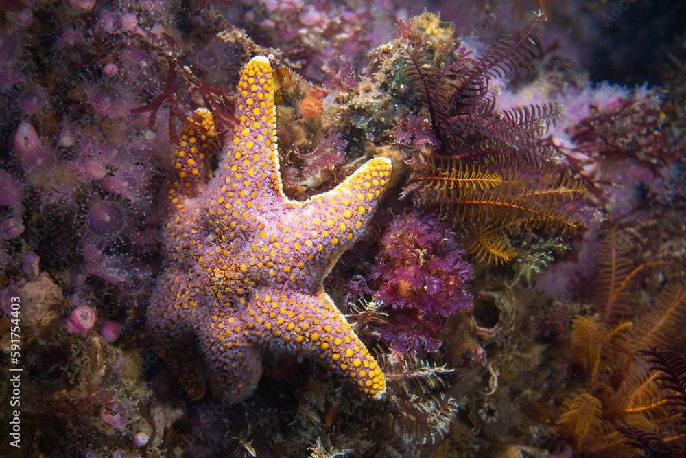 A Red Sea Star (Callopatiria granifera) on the reef underwater with a knobbly yellow-pink body and six arms A Red Sea Star (Callopatiria granifera) on the reef underwater with a knobbly yellow-pink body and six arms