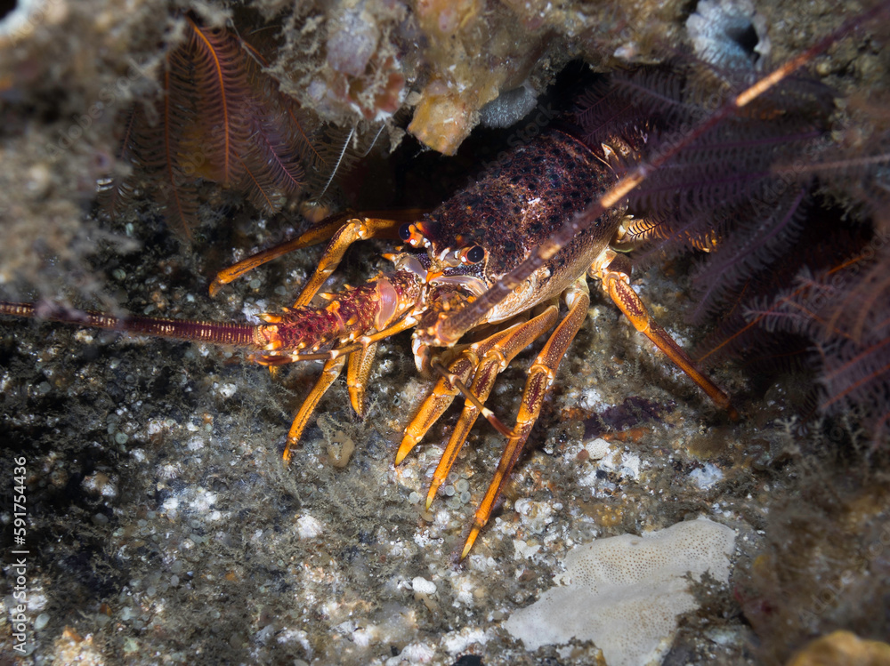 West Coast Rock Lobster or Crayfish hiding on the reef underwater West Coast Rock Lobster or Crayfish hiding on the reef underwater
