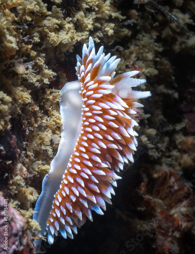 Side view of a Cape silvertip nudibranch (Janolus capensis) on the reef underwater © MWolf Images