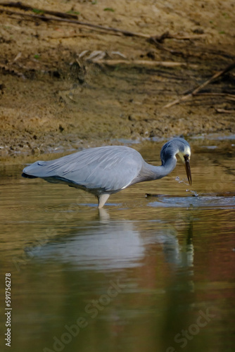 great blue heron