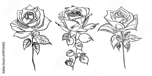 Three Roses Coloring Book showcases stunning depictions of three individual roses. © SOHAN-Creation