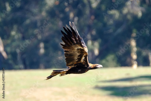 Wedgetail eagle in flight photo