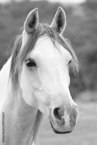 White horse portrait