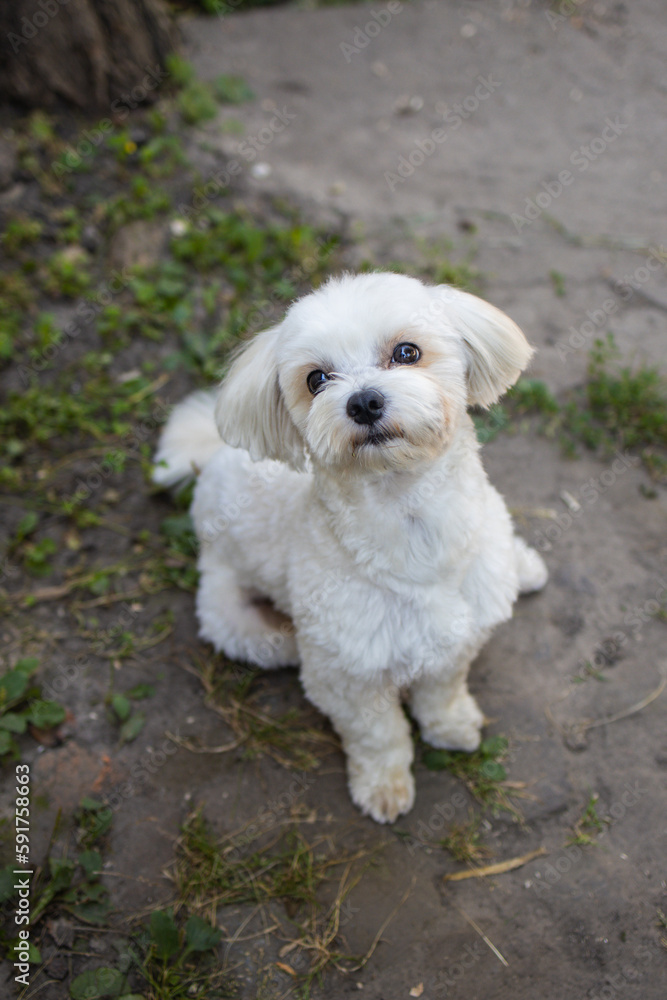 beautiful white maltese sits and looks at the camera