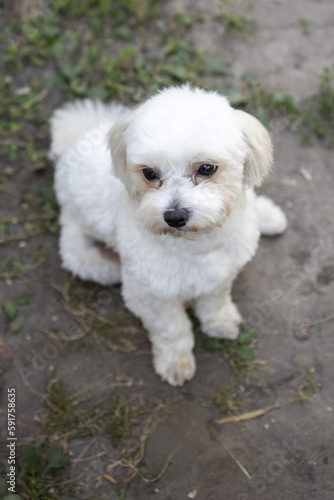 beautiful white maltese sits and looks at the camera