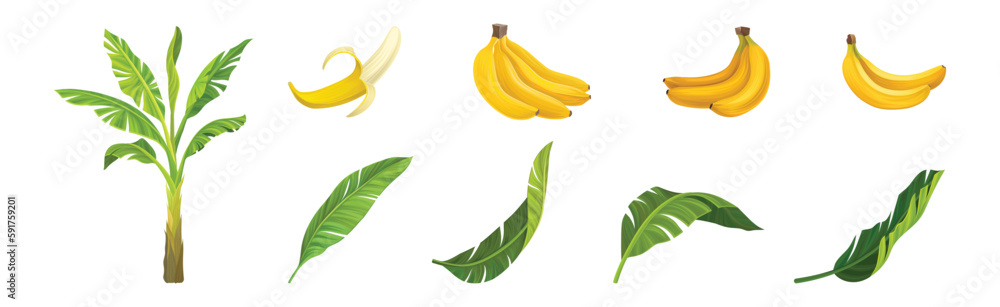 Fototapeta premium Banana Plant with Leaves and Fruit Isolated On White Background Vector Set