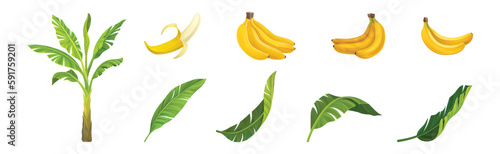 Banana Plant with Leaves and Fruit Isolated On White Background Vector Set