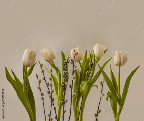 Five white tulips and willow branches on a gray background.