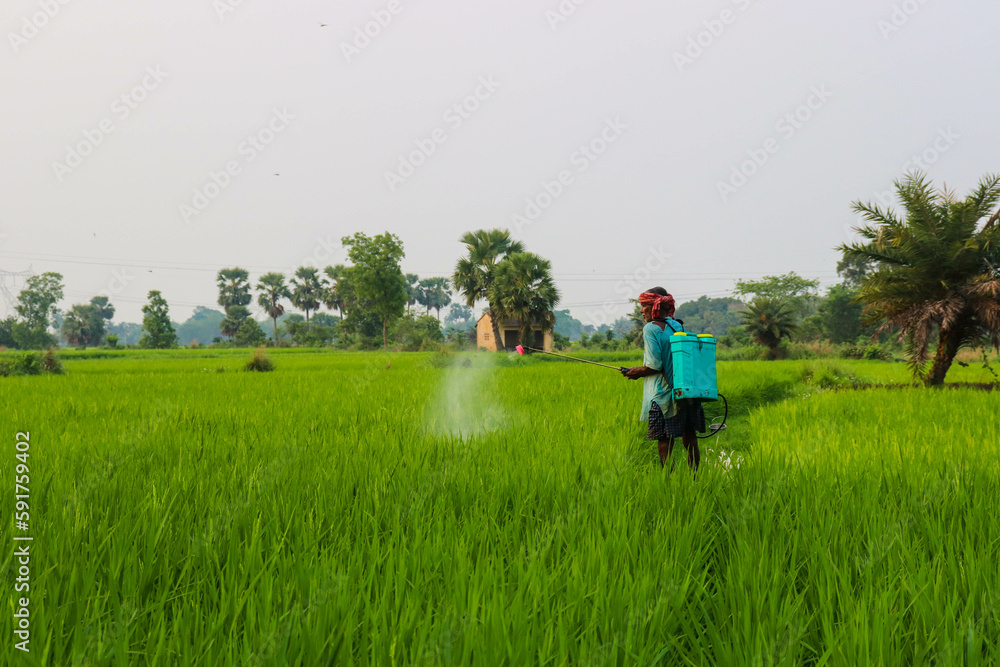 Farmer working in a paddy field alone. Indian farmer spraying pesticide in a rice field. Farmer working in a paddy field alone. Indian farmer spraying pesticide in a rice field.