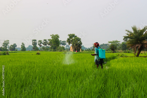 Farmer working in a paddy field alone. Indian farmer spraying pesticide in a rice field. © OyeEarthling