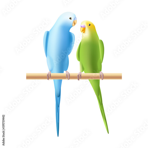 Budgerigar or budgie parrot iillustration. Two birds, family, pair. Australian tropical bird symbol on white background