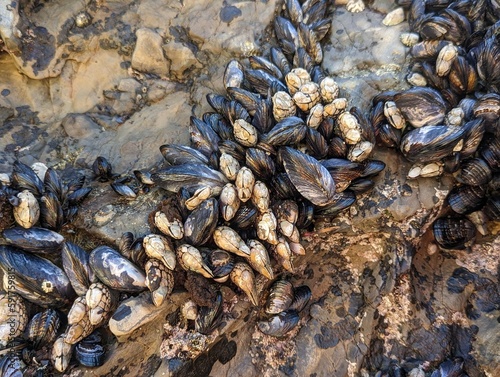seashells, mussels on Pacific Ocean rocks along Half Moon Bay beach 