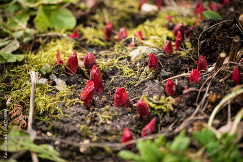 Small red sprouts of peony grow in a spring garden