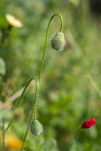 Two buds of the red poppy growing in nature. Defocused green natural background.