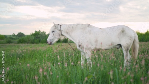 A beautiful white horse feeding in a green pasture. The white horse eats grass in the meadow.