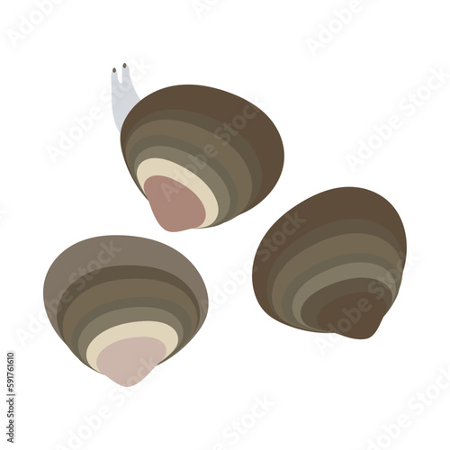 ヤマトシジミ（貝）。フラットなベクターイラスト。
Japanese basket clams. Flat designed vector illustration.