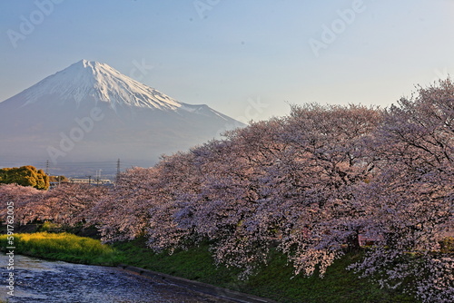 Cherry blossoms are seasonal they only bloom in spring time.