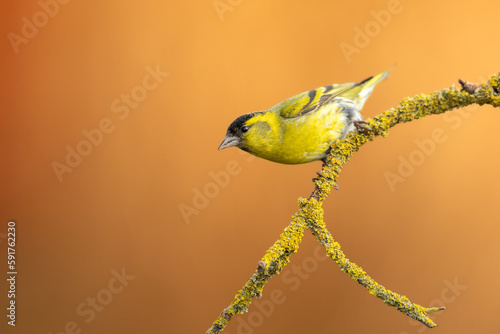 Bird Siskin Carduelis spinus male, small yellow bird, spring time in Poland Europe photo