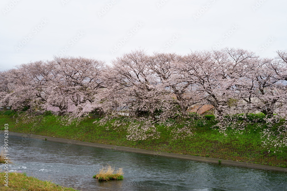 Cherry blossoms are seasonal they only bloom in spring time. Cherry blossoms are seasonal they only bloom in spring time.
