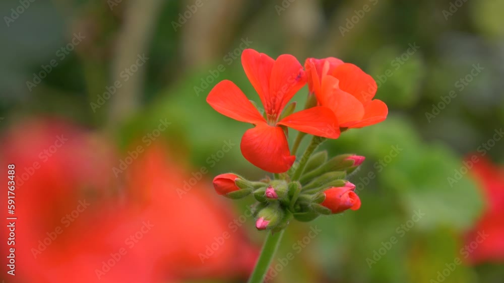 Red orange flowers bloom in a green field during spring. Vibrant colors and natural beauty captured. Red orange flowers bloom in a green field during spring. Vibrant colors and natural beauty captured.