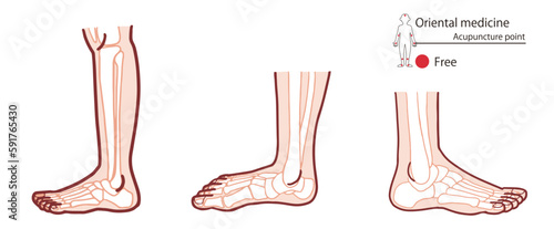 骨格が見える足のベクターイラスト