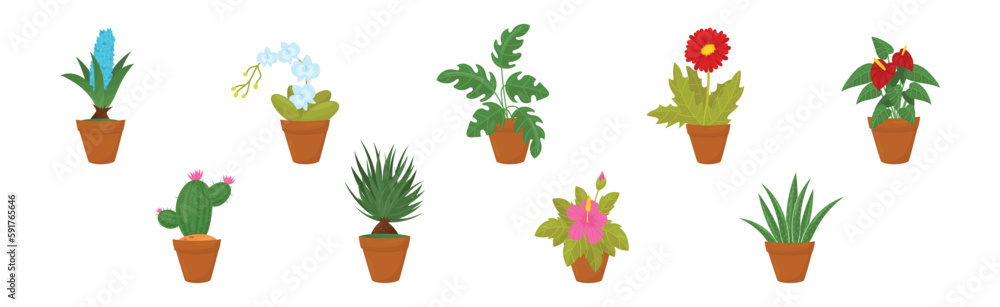 Fototapeta premium Flowers and Plants Growing in Ceramic Pots Vector Set