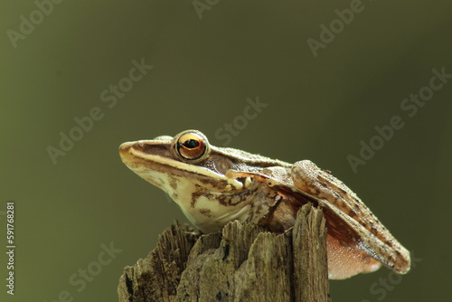 common tree frog, four lined tree frog, golden tree frogor striped tree frog.Polypedates leucomystax sitting on dry tree with bokeh background photo
