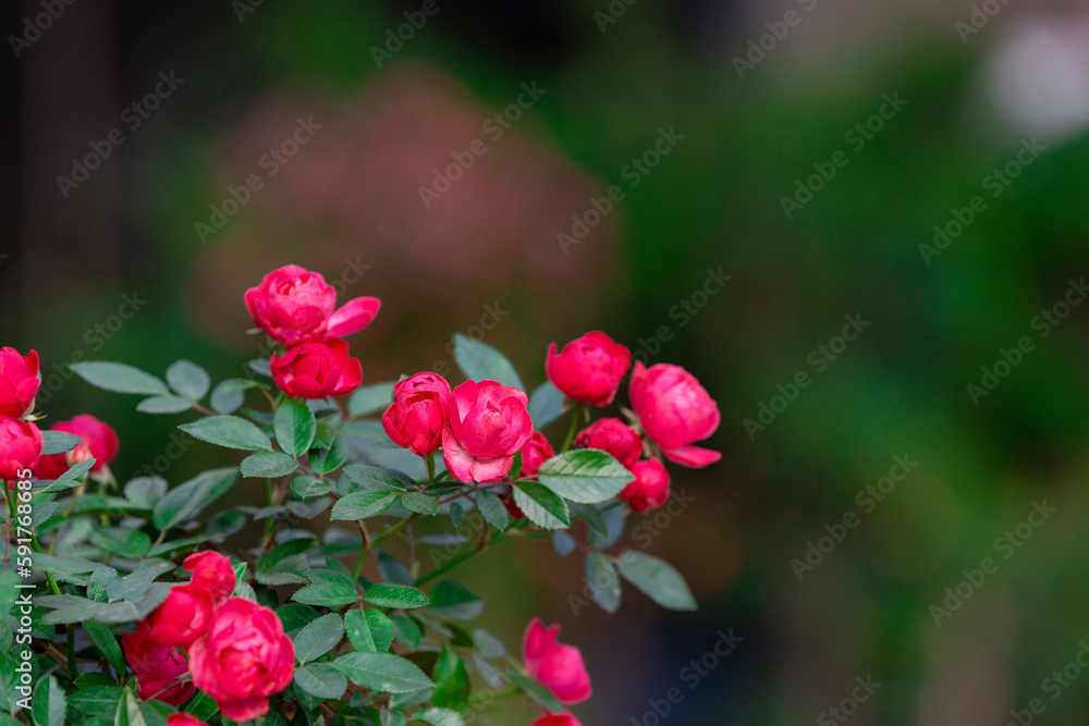 Red rose bush in the garden. Selective focus with shallow depth of field Red rose bush in the garden. Selective focus with shallow depth of field