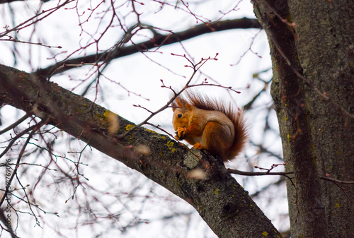 Squirrel sits on a branch in early spring © Sviatlana