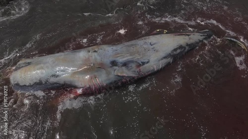 Dead Sperm  Whale near  Bali coastline photo