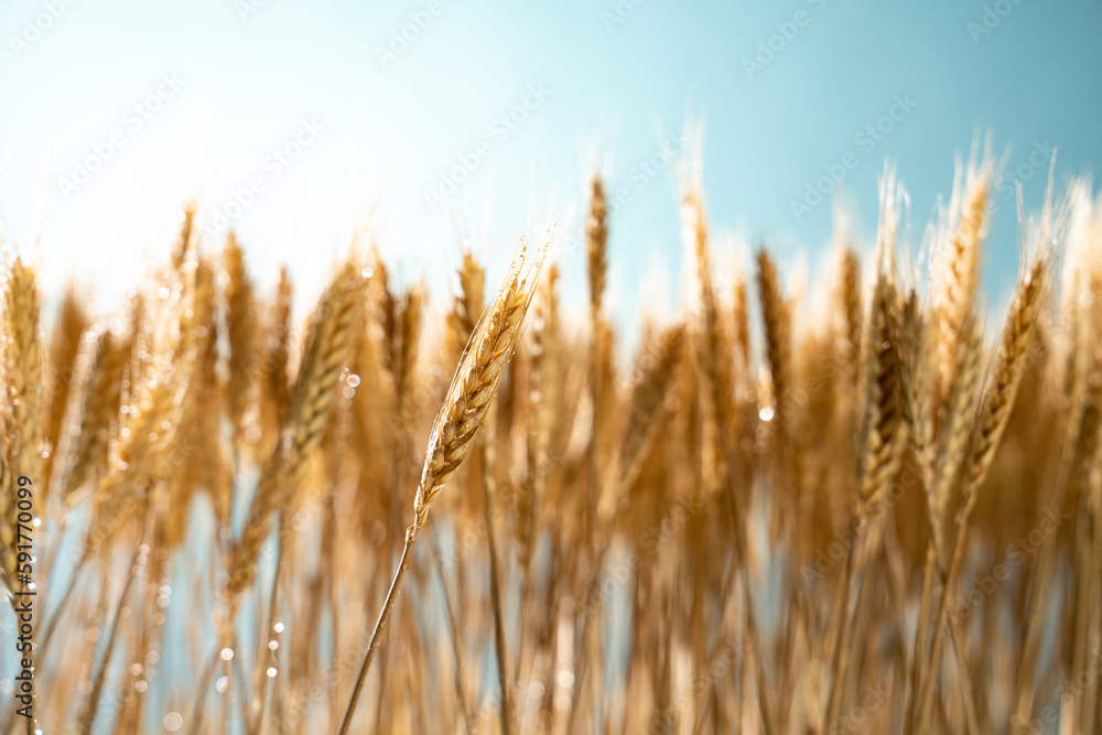 wheat wheat