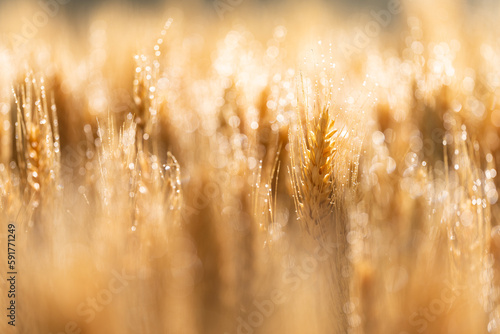 wheat photo
