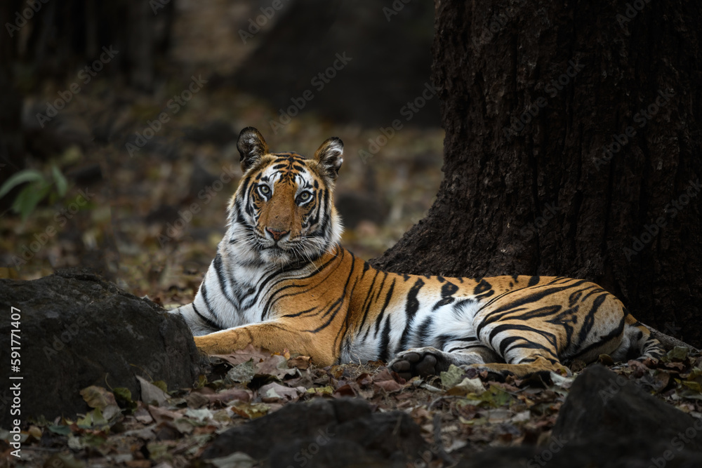 A full body portrait of a tigress from Bandhavgarh sitting on leaf litter on a summer evening A full body portrait of a tigress from Bandhavgarh sitting on leaf litter on a summer evening