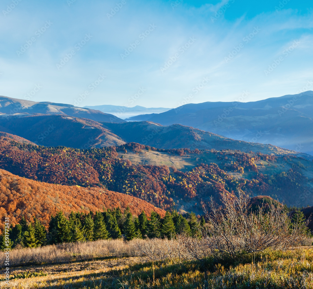 Naklejka premium Morning fog in autumn Carpathian. Mountain top daybreak landscape with colorful trees on slope.