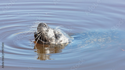 Common seal in the water, eating a frog