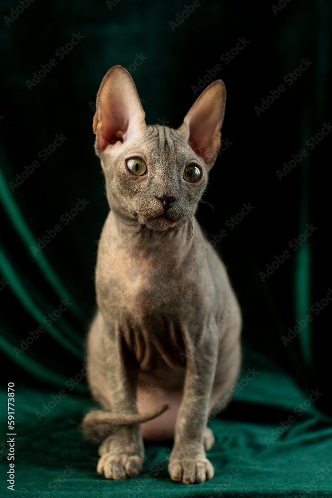 Sphynx cat sitting on a green background