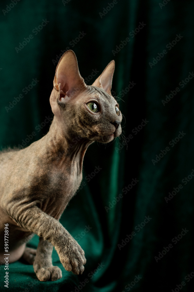 Sphynx cat sitting on a green background