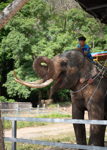 Obraz na plátně Elephant with mahout