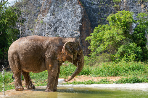 Indian elephants in natural habitat. Wild elephant in water. Wildlife scene in nature habitat