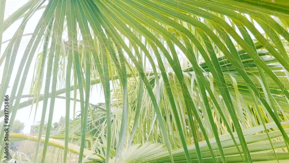 Green fresh background, leaves of a young palm tree close-up view. Branches moving in the wind, leaf palm tree