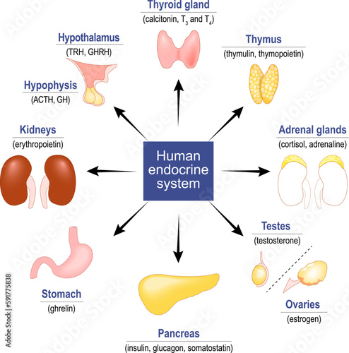 endocrine system. glands and hormones.