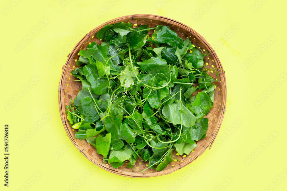 Lvy Gourd leaves on green background. Lvy Gourd leaves on green background.