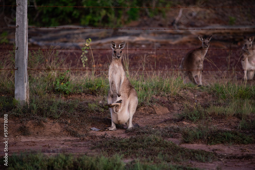 Kangaroo at sunset © CJO Photography