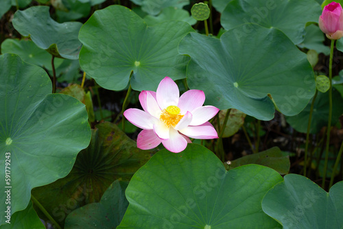 Beautiful blooming pink lotus flower with green leaves