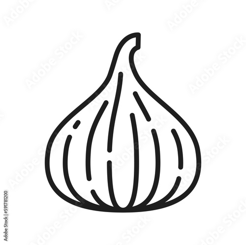 Fig whole fruit isolated exotic food berry line icon. Vector ripe summer cluster or sycamore fig, sweet snack, ficus carica healthy fruit, vegetarian food